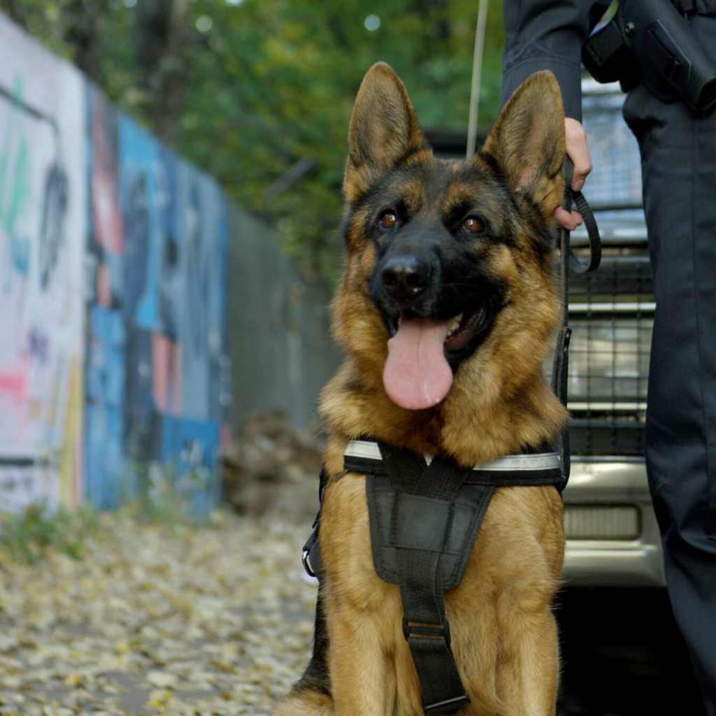 k9 security Services